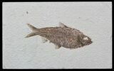 Knightia Fossil Fish - Wyoming #57070-1
